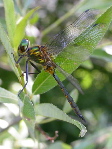 Somathoclora flavomaculata